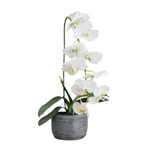 Orchid  MSN-002